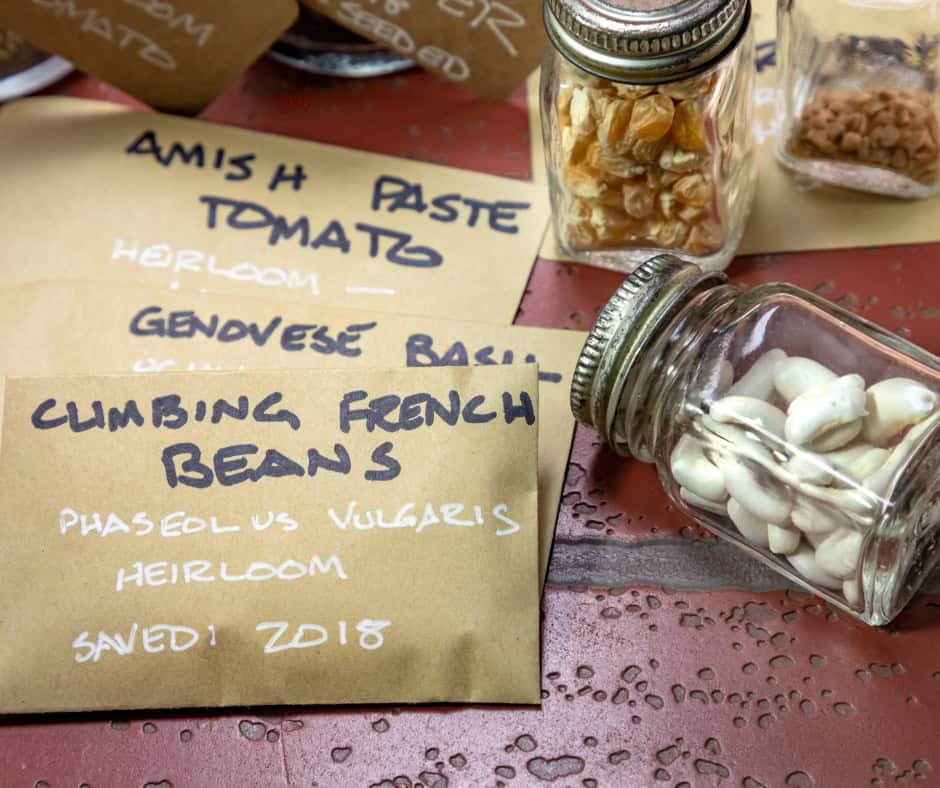 Seeds preserved in brown paper packets and in jars. The packets are named, Climbing French Beans, Genovese Basil, and Amish Paste Tomato.